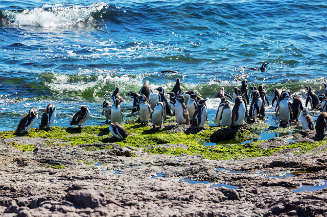 Reserva Nacional de Magallanes