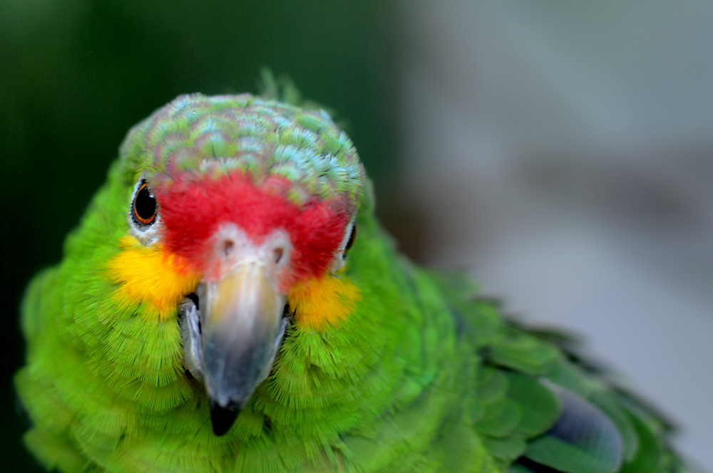 丛林岛 - Miami | Secret World Trip Planner