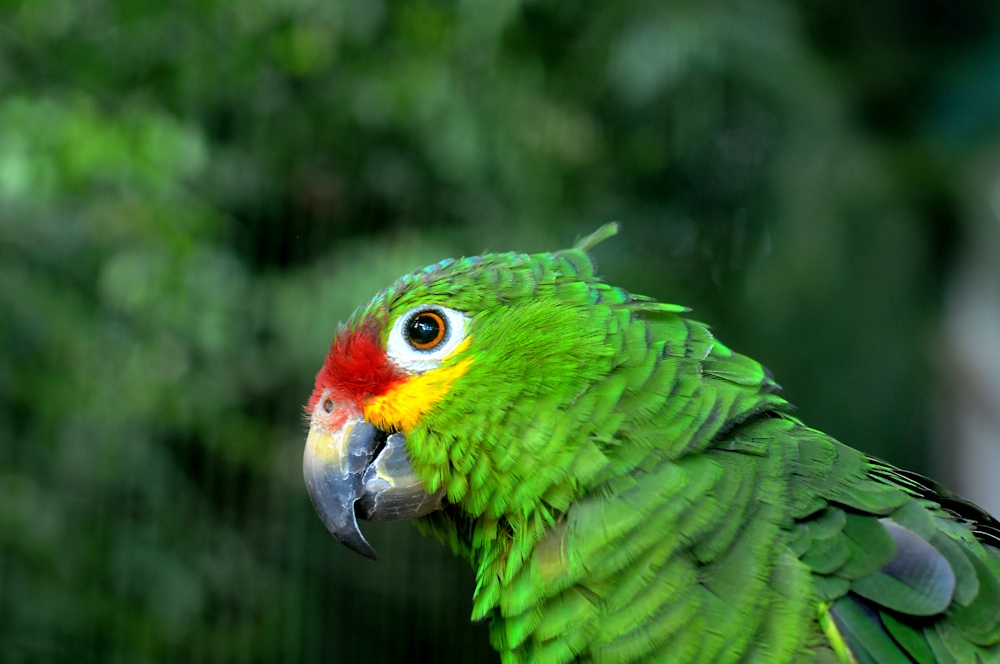 丛林岛 - Miami | Secret World Trip Planner