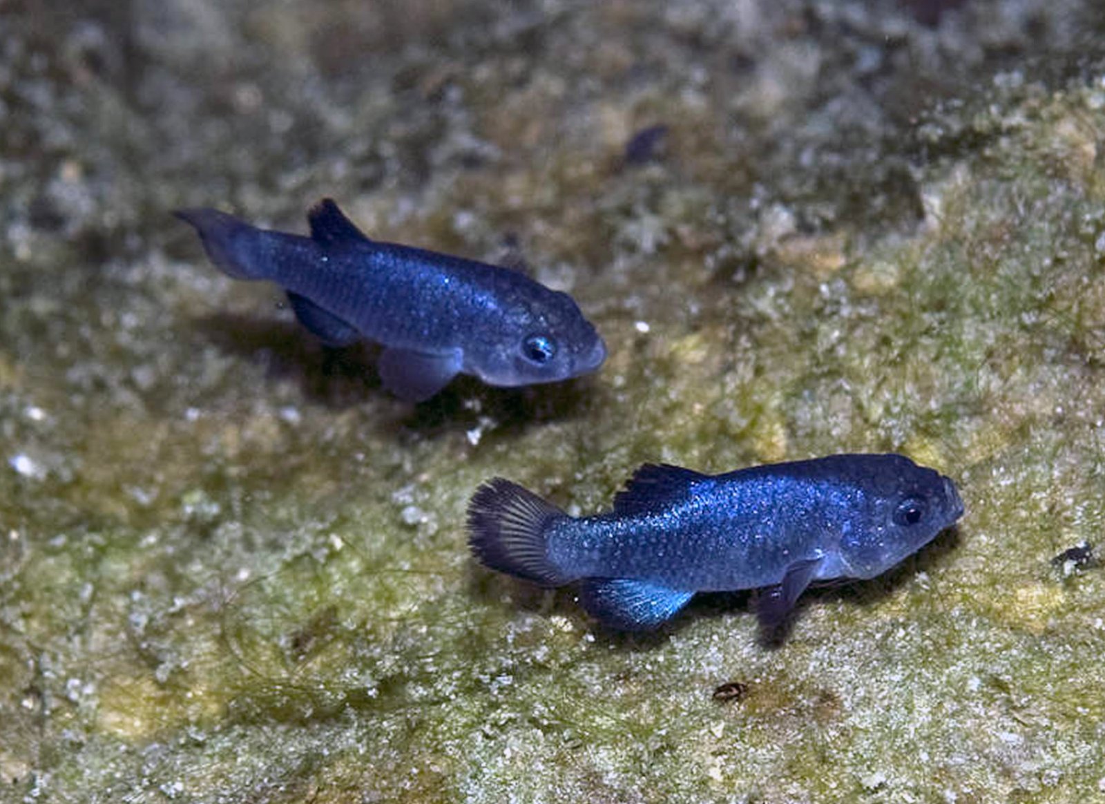 Devil's Hole Pupfish - Devils Hole | Secret World Trip Planner