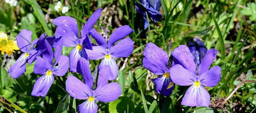 Plaisentif syr pansy - Perosa Argentina | Secret World Trip Planner