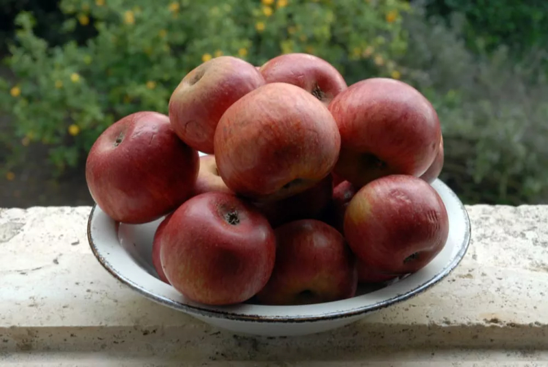 Mela Annurca, la reina de las manzanas