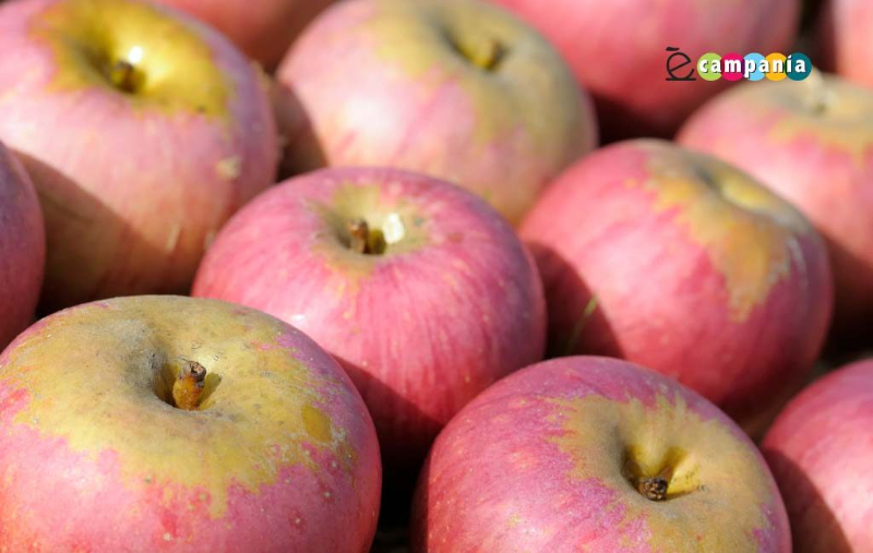 Mela Annurca, la reina de las manzanas