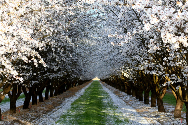 Almond Blossom - Ivissa | Secret World Trip Planner