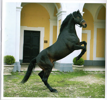 Le cheval de Persano - Persano | Secret World Trip Planner