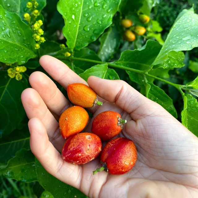 Peanut Butter Fruit