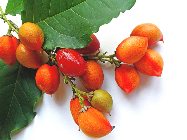 Peanut Butter Fruit