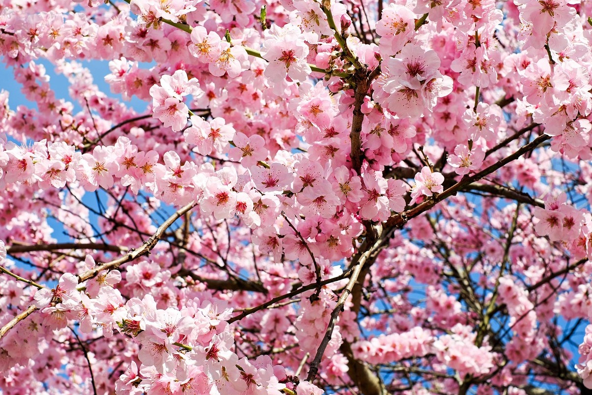 Morikami Müzesi ve Japon Bahçeleri - Delray Beach | Secret World Trip Planner