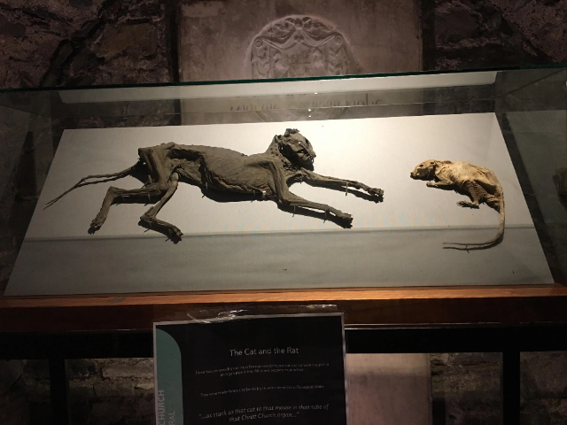 El gat i la rata momificats - Dublin 8 | Secret World Trip Planner