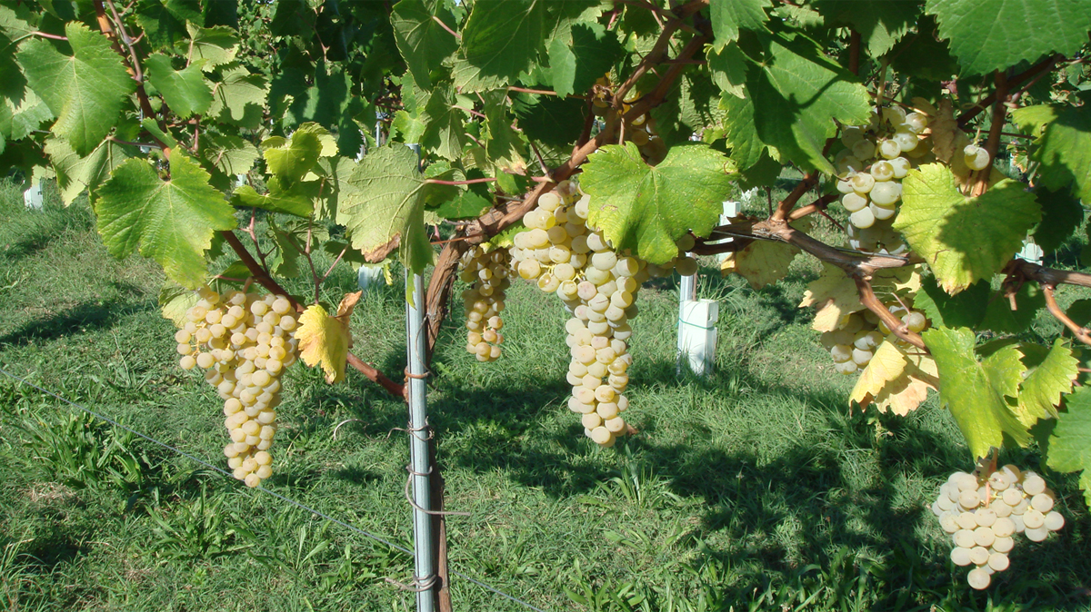 Trebbiano d'Abruzzo