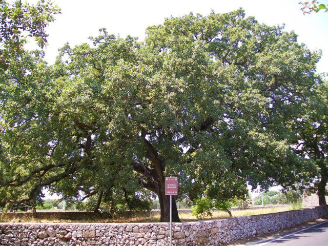 El roble Vallonea de Tricase - 73039 Tricase | Secret World Trip Planner