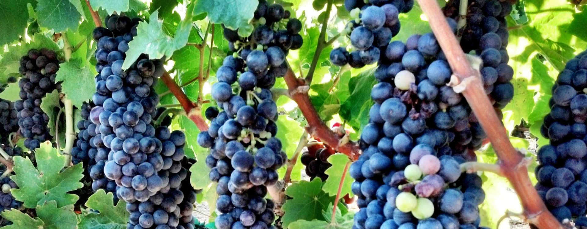 Primitivo di Manduria - Manduria | Secret World Trip Planner