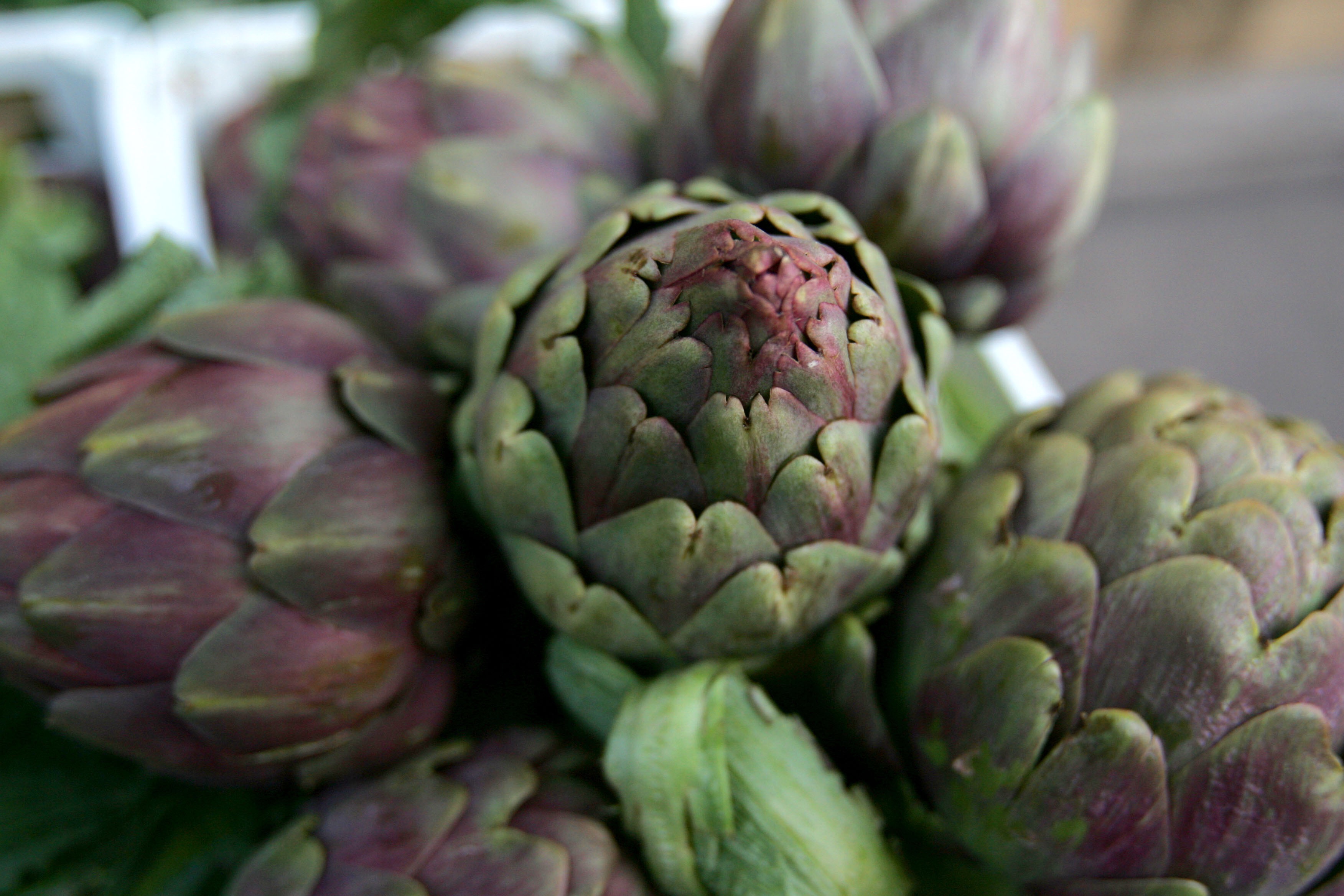 Artichokes of Sezze Romano - Sezze | Secret World Trip Planner