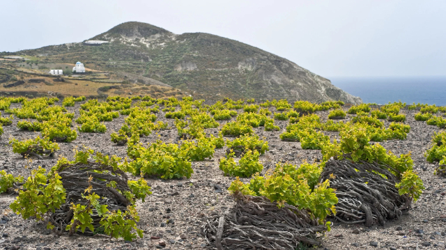 Vina Santorinija: Tekoče zlato Egejskega morja - Santorini | Secret World Trip Planner