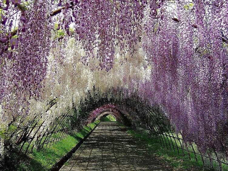 Ashikaga Ziedu Parks - Ashikaga-shi | Secret World Trip Planner