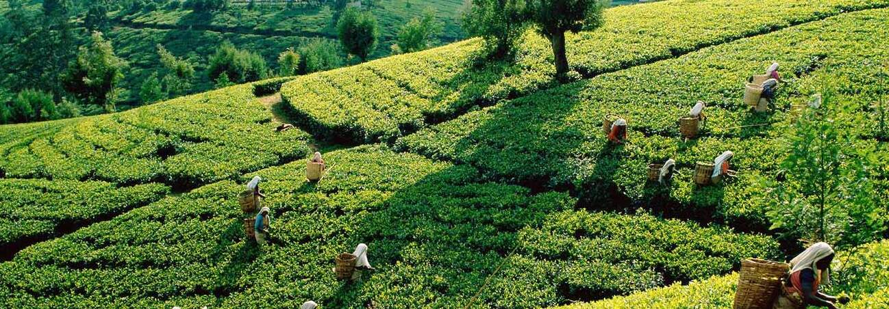Colukkumalai Tea Estate in Munnar - Munnar | Secret World Trip Planner