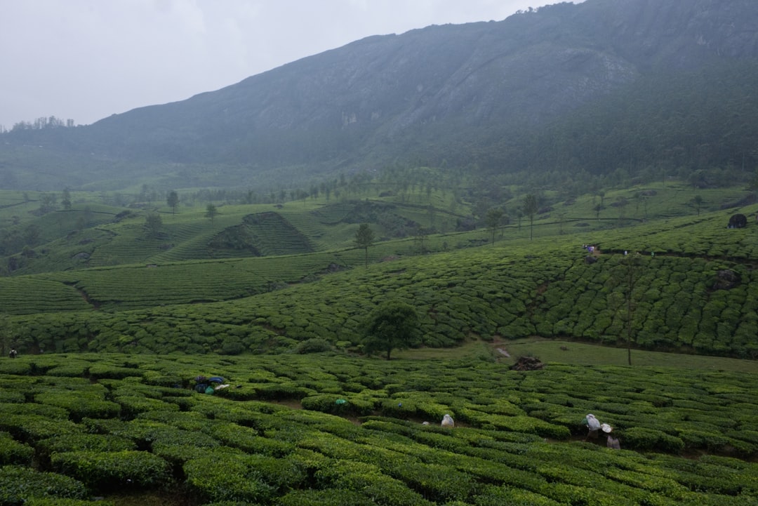 Colukkumalai Tea Estate in Munnar - Munnar | Secret World Trip Planner