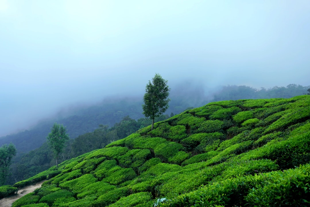Colukkumalai Tea Estate in Munnar - Munnar | Secret World Trip Planner