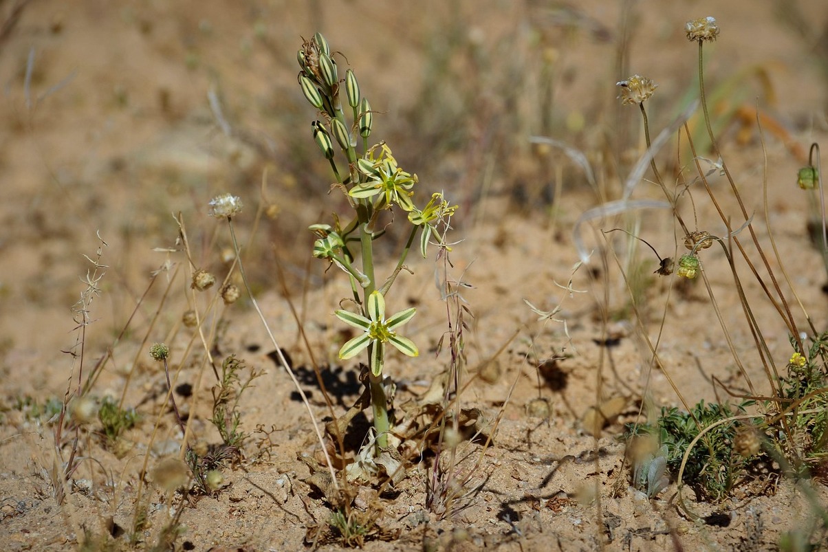 Namaqualand - Namaqualand | Secret World Trip Planner