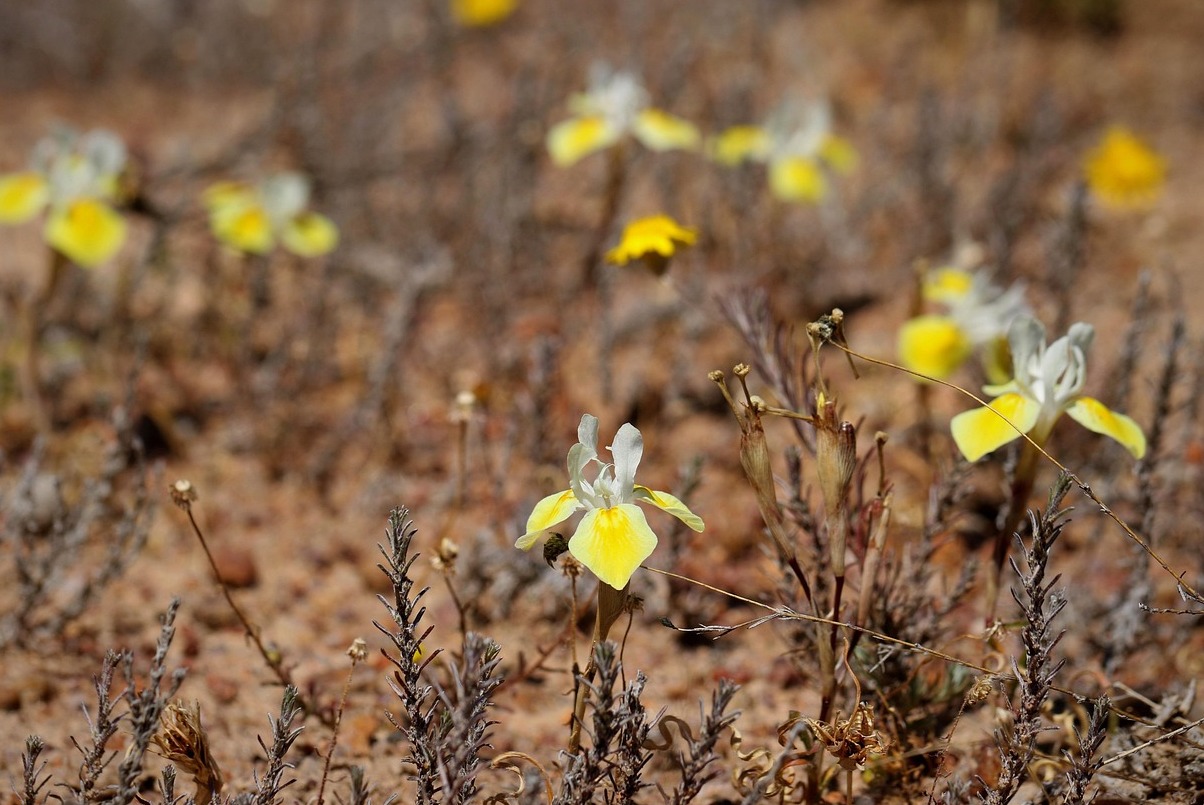 Namaqualand - Namaqualand | Secret World Trip Planner