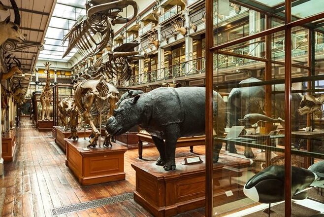O zoológico morto, o Museu de História Natural da Irlanda - Dublin 2 | Secret World Trip Planner