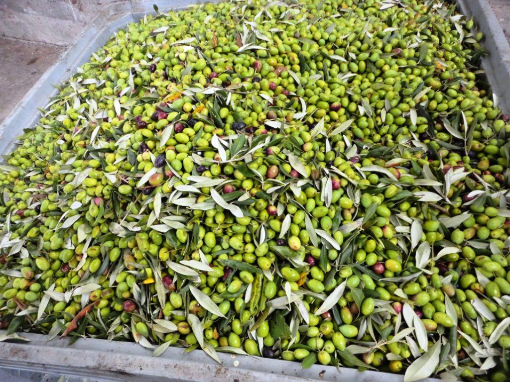 ऑलिव्हो रेवेस