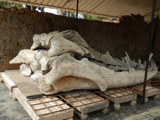 Arheoloogiamuuseum, Jaffna - Jaffna | Secret World Trip Planner