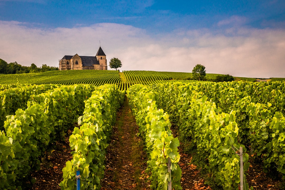 Unesco / Champagne e suas vinhas - Champagne | Secret World Trip Planner