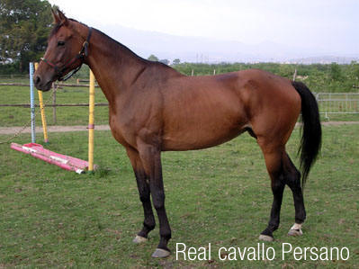 Das Pferd von Persano - Persano | Secret World Trip Planner