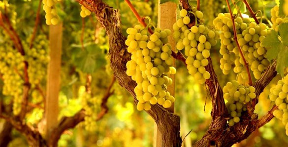 Fiano ya Avellino DOCG