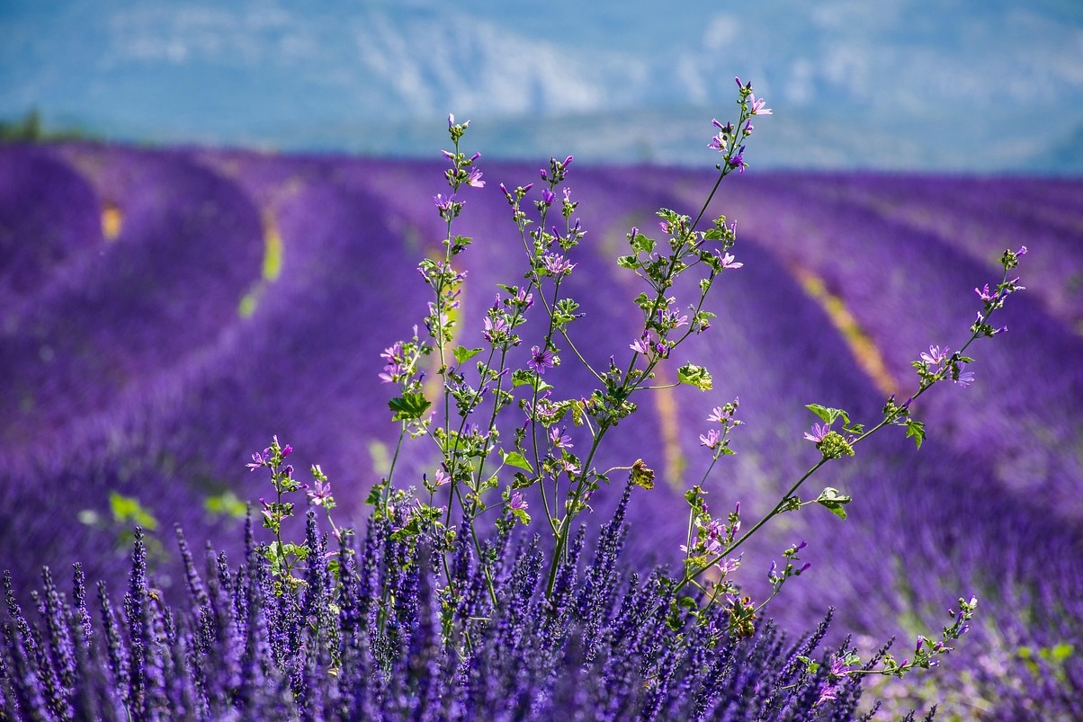 Домм-адна з самых прыгожых вёсак Францыі - Domme | Secret World Trip Planner