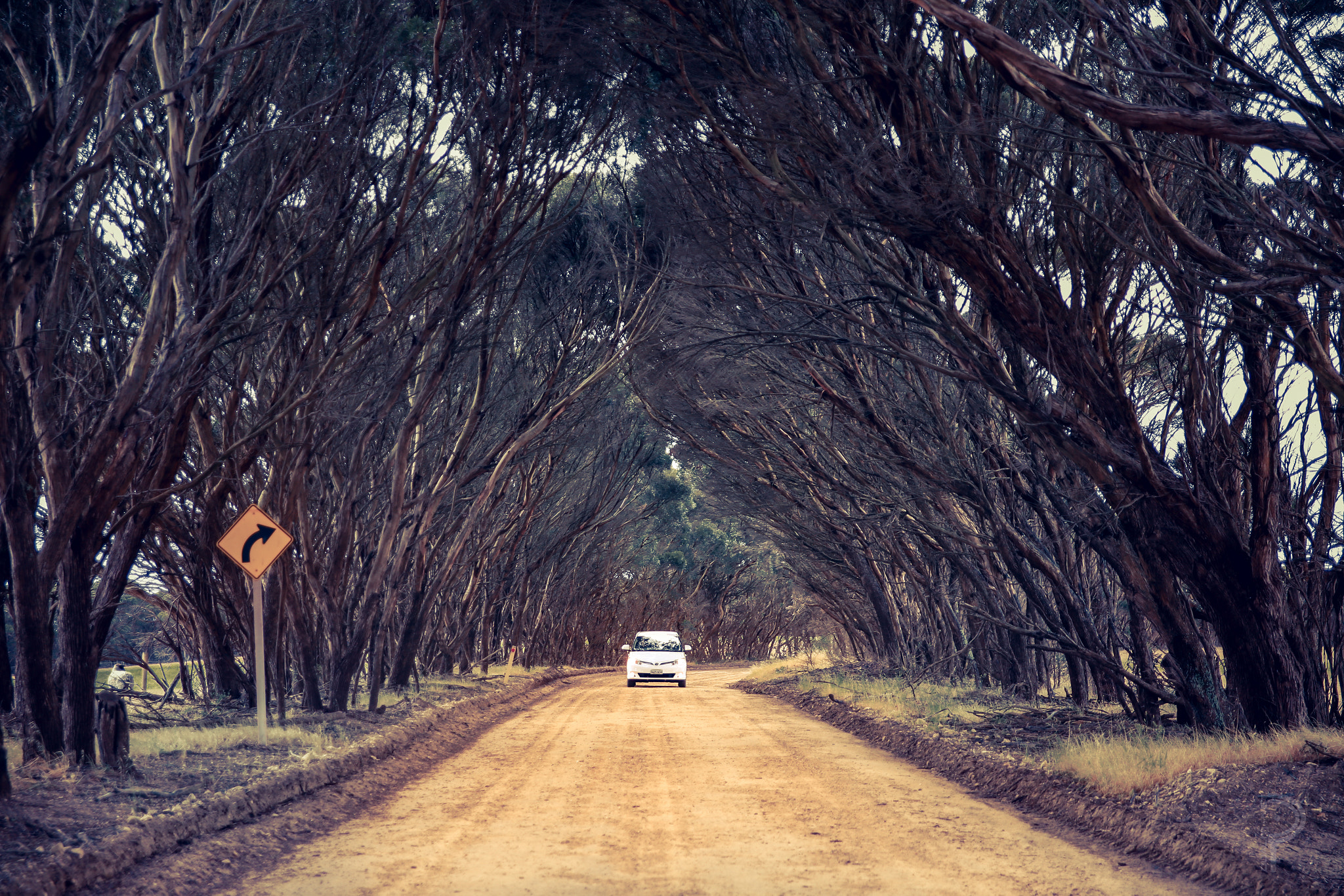 Australia | Isla Canguro - Isola dei Canguri | Secret World Trip Planner