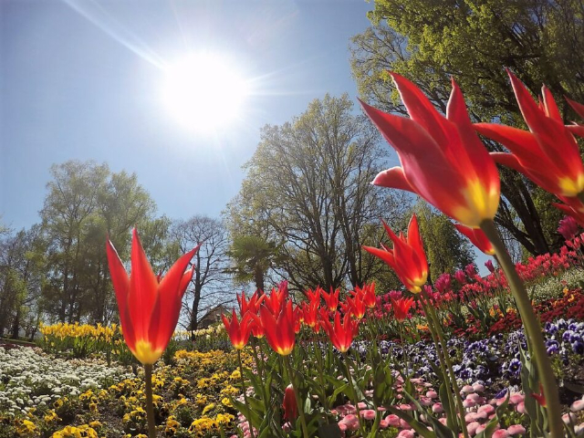 Mainau, wyspa kwiatów - Costanza | Secret World Trip Planner