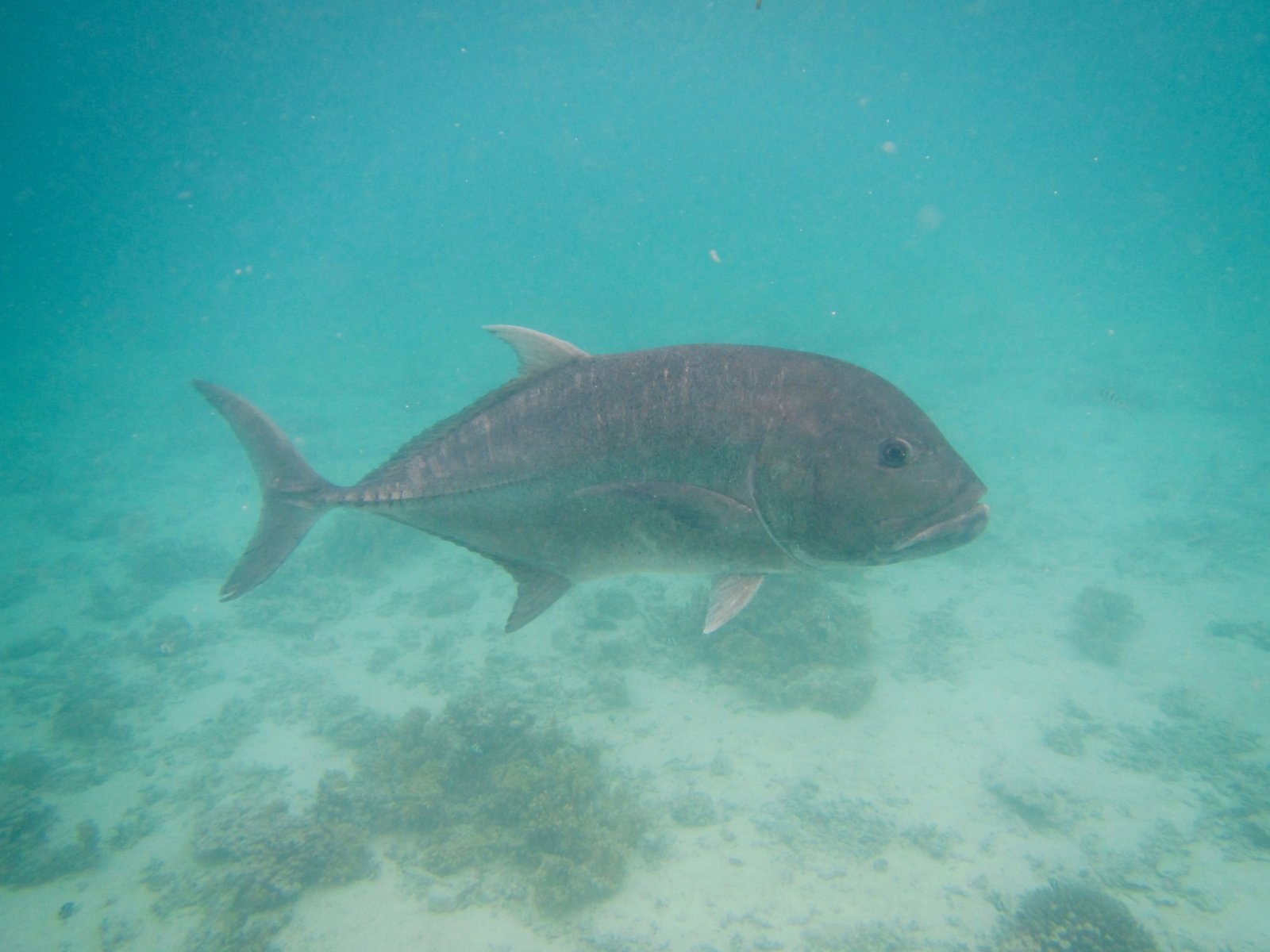 艾图塔基，库克群岛的一个小岛和环礁 - Aitutaki | Secret World Trip Planner