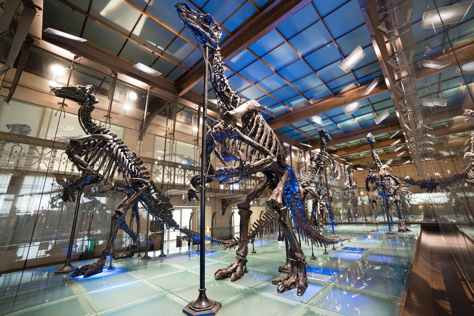 Muséum des Sciences Naturelles (מוזיאון מדעי הטבע) - Bruxelles | Secret World Trip Planner