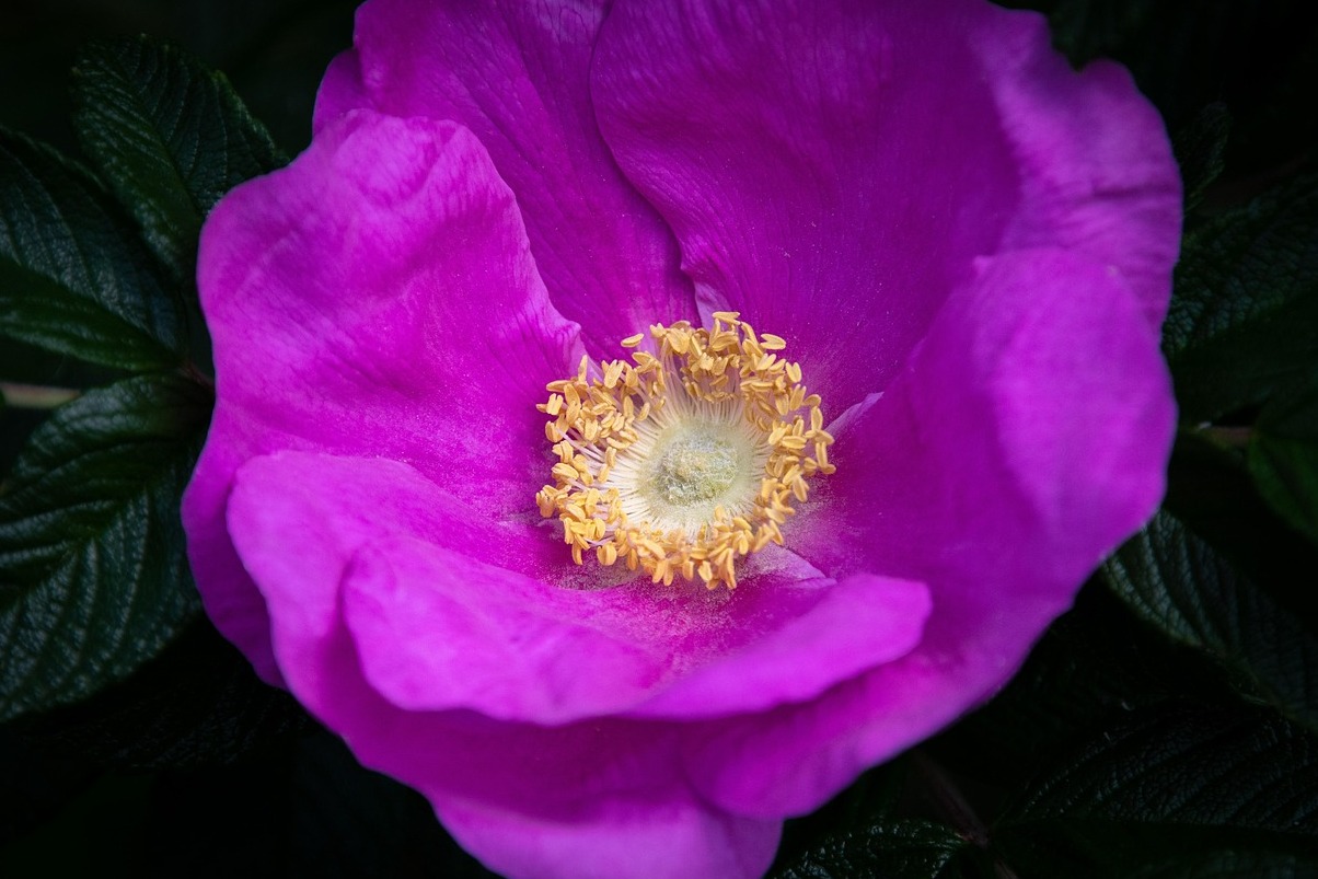 Arrosa Lorategi bat, Florentziako bukoliko rose garden - Firenze | Secret World Trip Planner