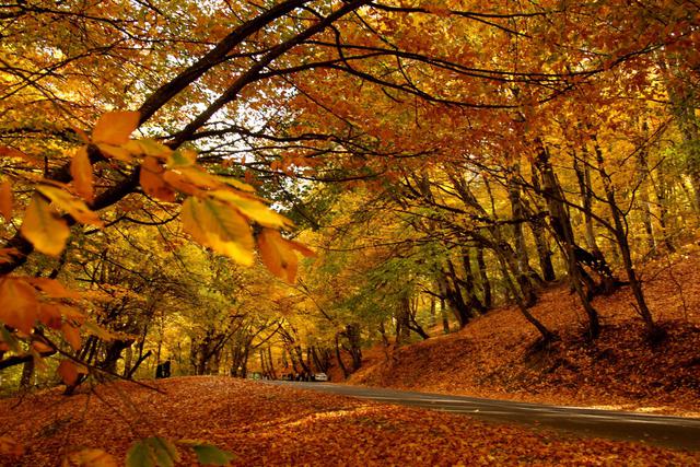 Forest