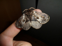 Ang Bramea del Vulture - isang natatanging butterfly - Laghi di Monticchio | Secret World Trip Planner