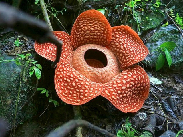 Rafflesia, 's werelds grootste bloem - Distretto di Phanom | Secret World Trip Planner