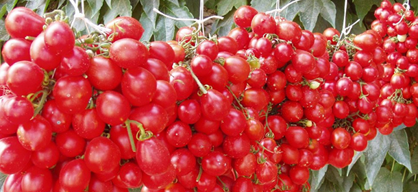 Tomates piennolo du Vésuve - Somma Vesuviana | Secret World Trip Planner