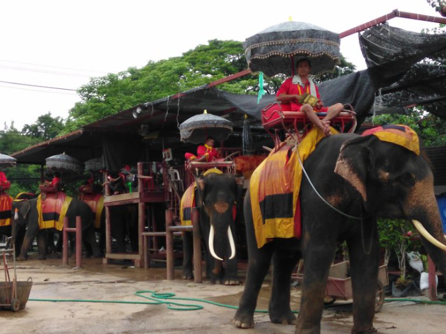 โขลงช้างอยุธยา - Suan Plik | Secret World Trip Planner