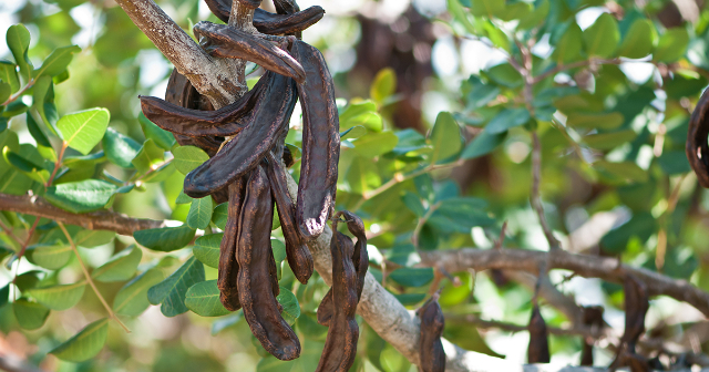 Carob ໄດ້ - Ragusa | Secret World Trip Planner