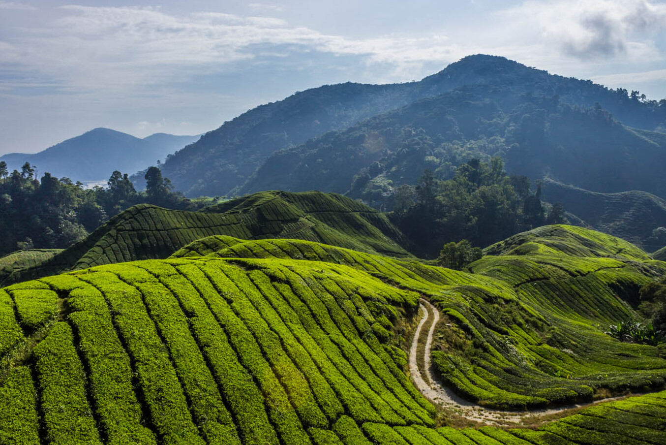 Cameron Highlands: Maleisië's grootste bergresort - Tanah Rata | Secret World Trip Planner