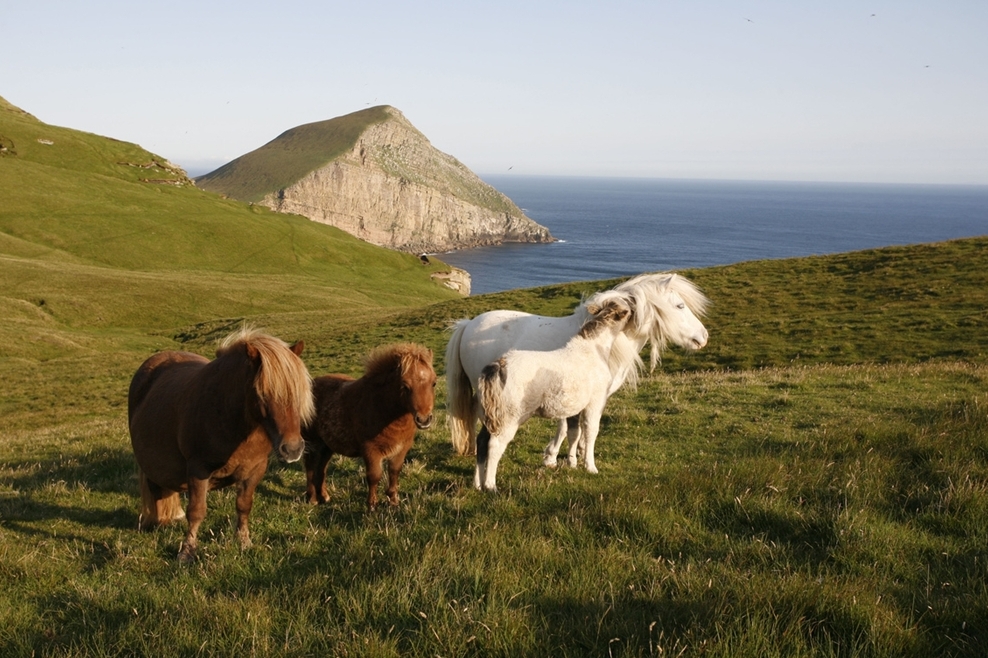 Foula, l'île des miniponies - Foula | Secret World Trip Planner