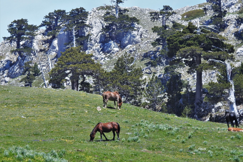 The Garden of the Gods and the Loricato Pine