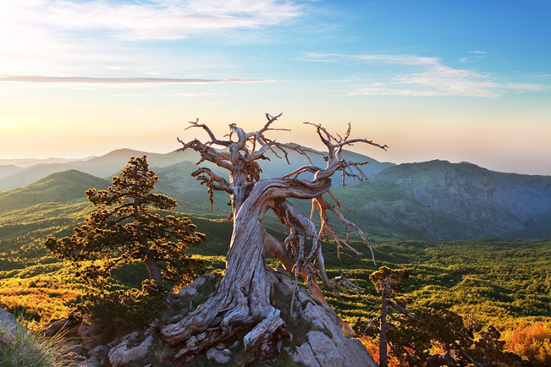 The Garden of the Gods and the Loricato Pine