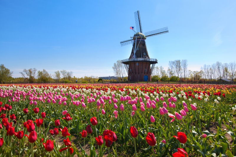 Tulipánový festival - Holland | Secret World Trip Planner