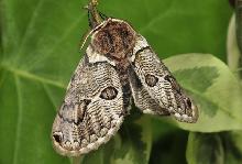  Le Vautour Brahmea - un papillon unique e-Secret-World