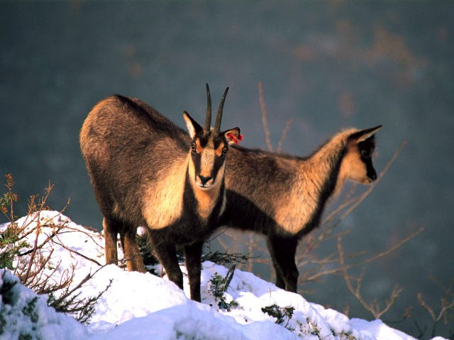 The Majestic Return of the Apennine Chamois - Lama dei Peligni | Secret World Trip Planner