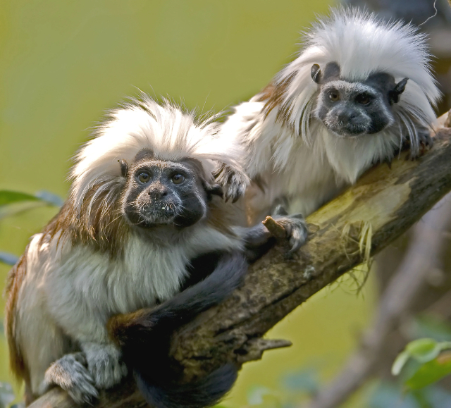 Kebun Binatang Napoli di Taman Karibia - Naples | Secret World Trip Planner